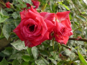 GYPSY JEWEL (miniature)